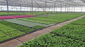 Kernock Park Plants nursery